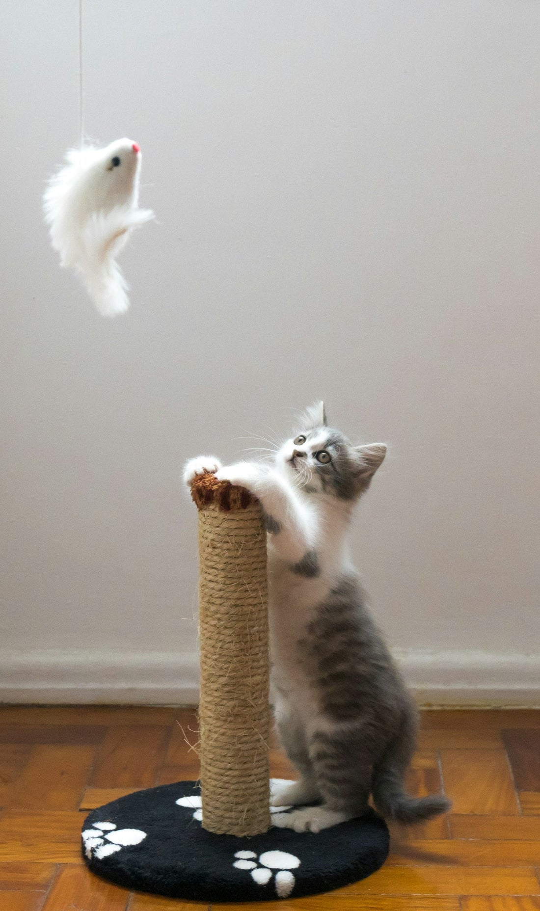 Gato jugando junto a un rascador