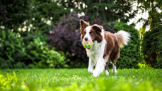 Perro corriendo y jugando al aire libre