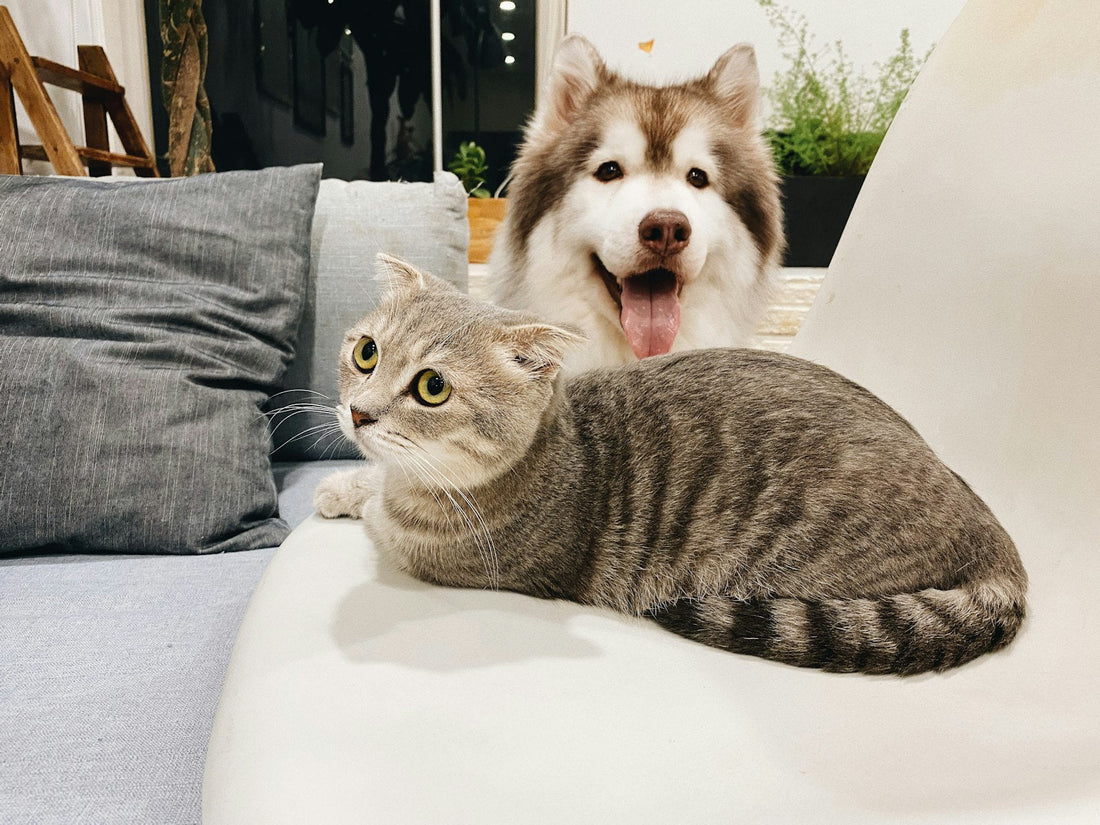 Gato y perro conviviendo tranquilamente juntos