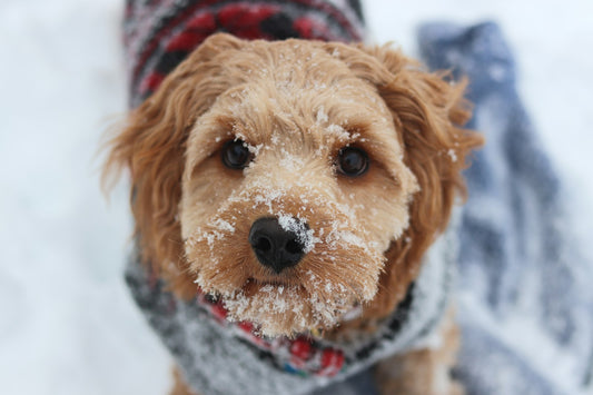 Perro abrigado con bufanda durante el invierno