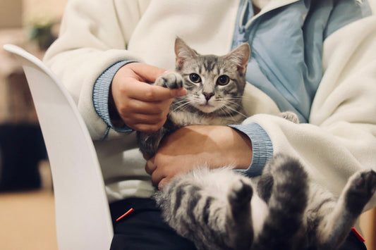 Gato en control veterinario