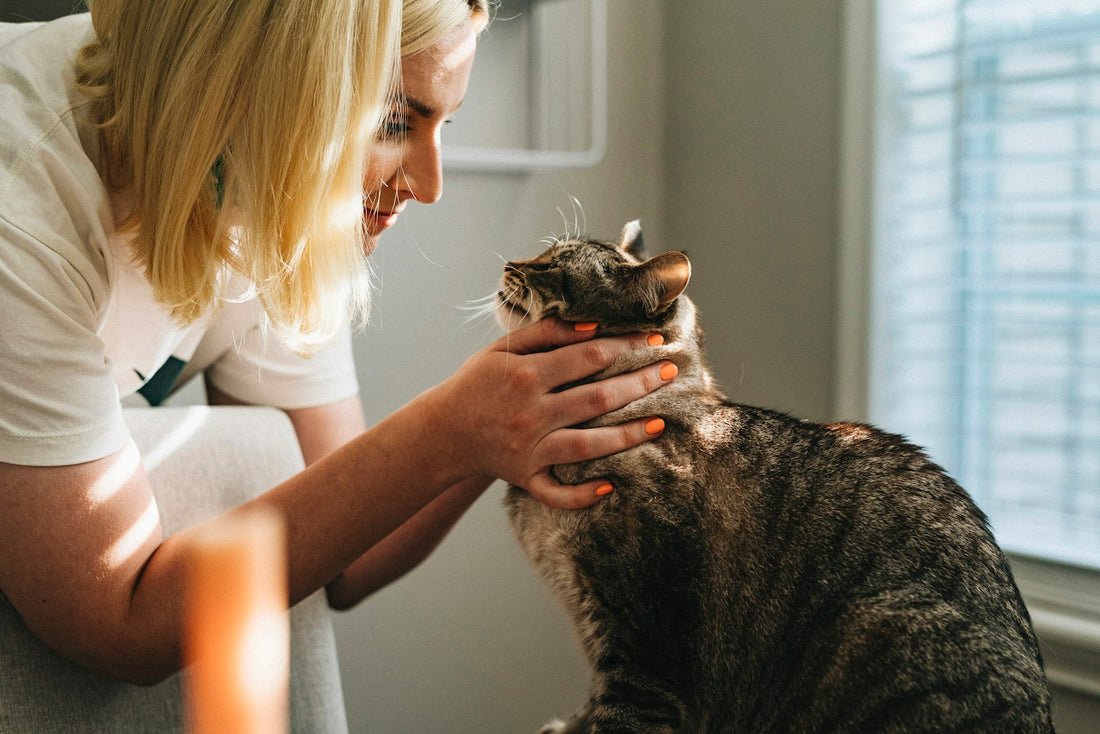 Persona en control veterinario con su gato