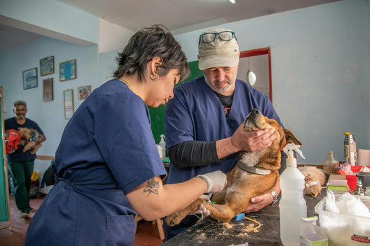 Persona sosteniendo con cuidado a su perro
