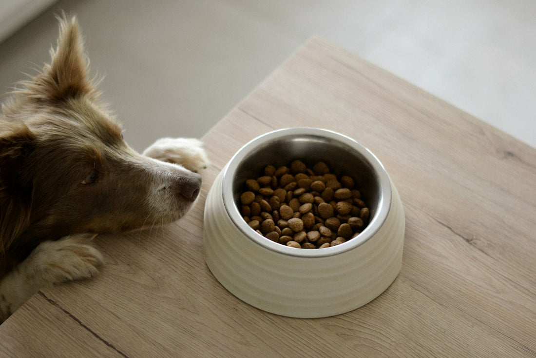 Perro comiendo desde su plato de alimento