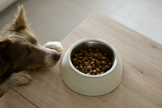 Perro comiendo desde su plato de alimento