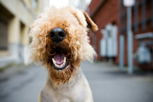 Perro sonriendo mostrando sus dientes