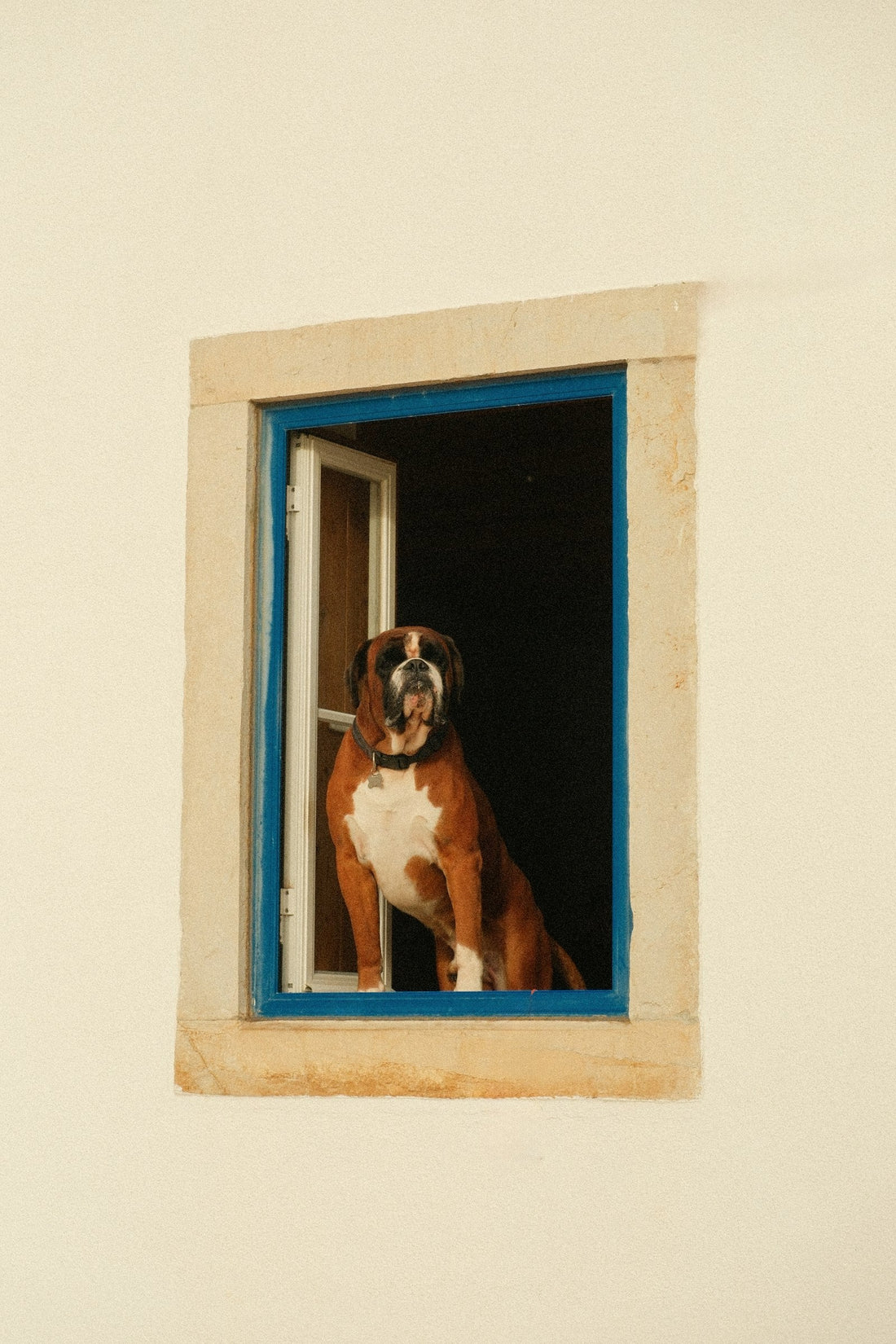 Perro mirando por la ventana esperando