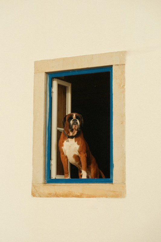 Perro mirando por la ventana esperando