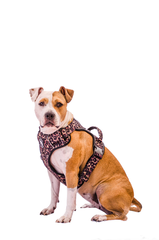 Street Dogs Arnés Confort