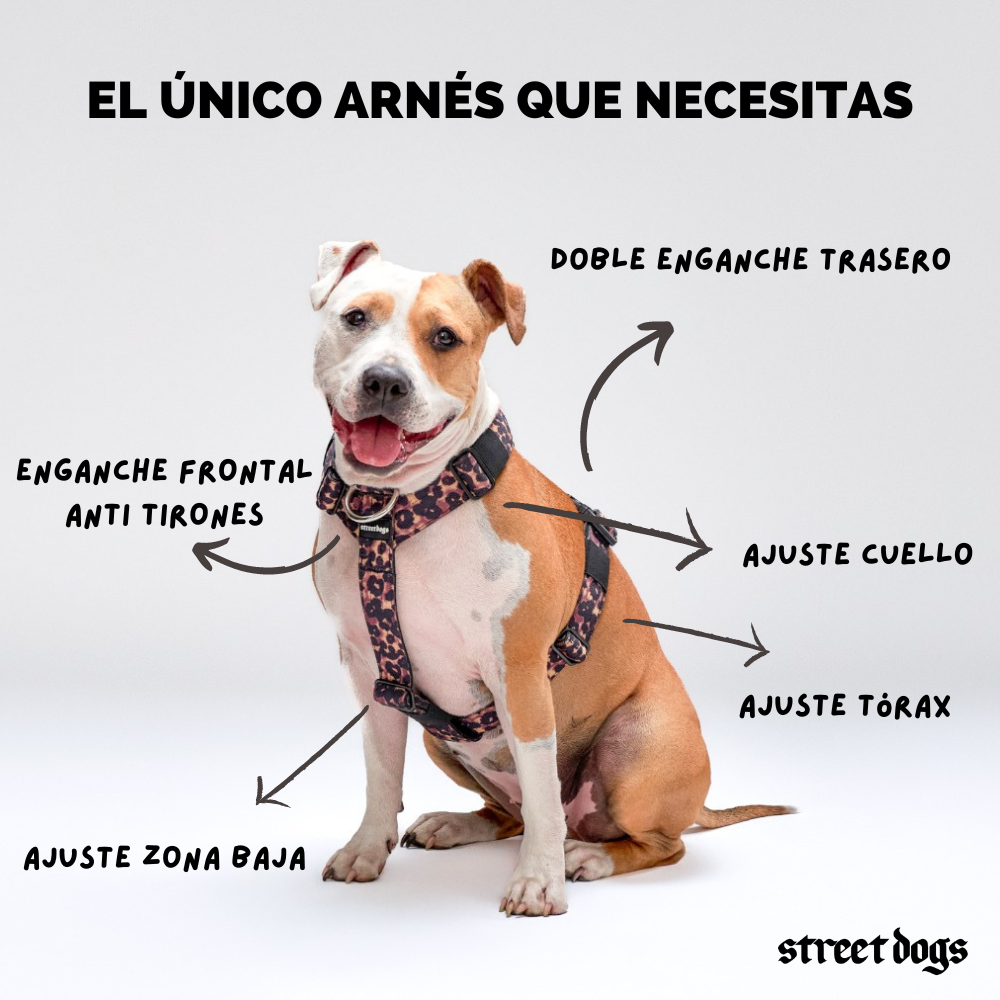 Street Dogs Arnés Strap