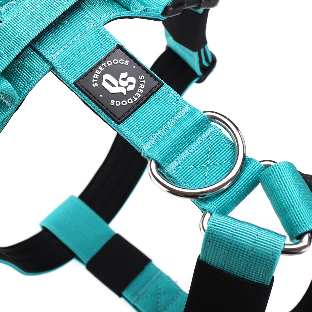 Street Dogs Arnés Strap Turquesa