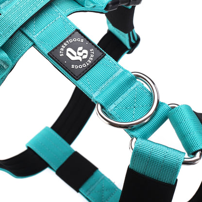 Street Dogs Arnés Strap Turquesa
