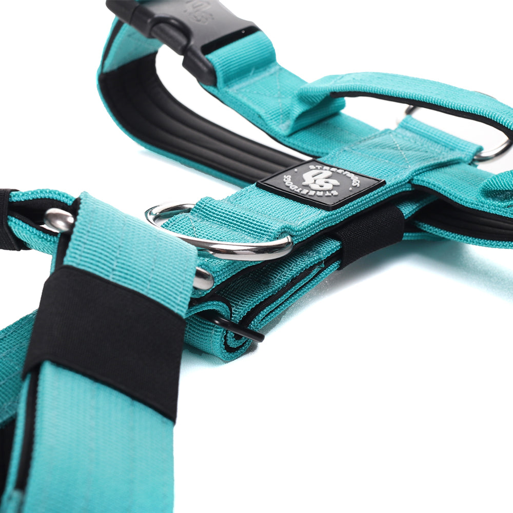 Street Dogs Arnés Strap Turquesa