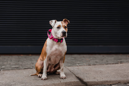 Street Dogs Collar Táctico 4cm Pink