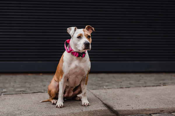 Street Dogs Collar Táctico 4cm Pink