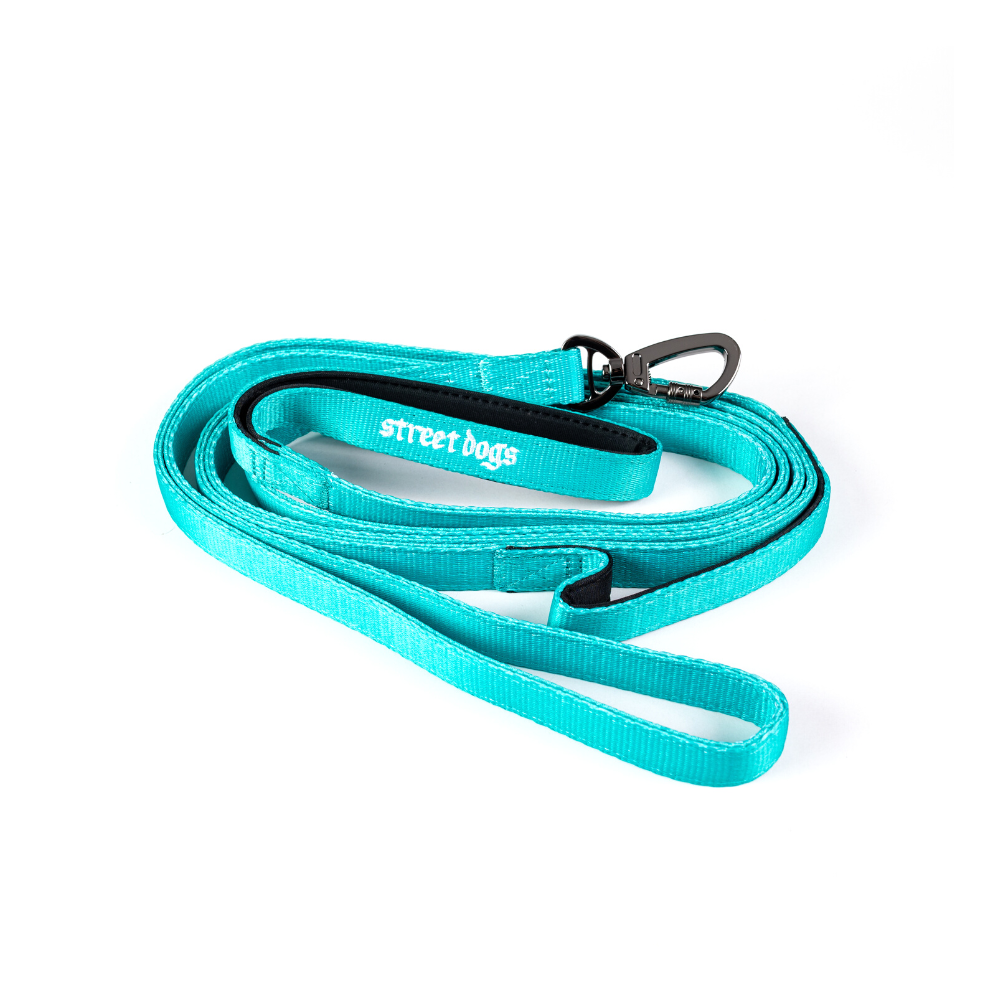 Street Dogs Correa Light Turquesa 3m